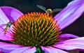 Echinacea purpurea